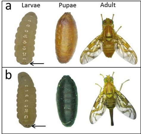 Insect Pupa