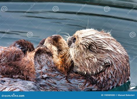 Mother Sea Otter Hugging Her Baby To Protect It. Stock Image - Image of background, male: 198989085