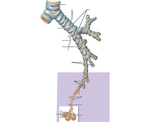 The Bronchi Lobules And Alveoli Of The Lung Diagram Quizlet