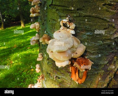 Hongo mixto que crece en un tronco de árbol de bosque en Lancashire