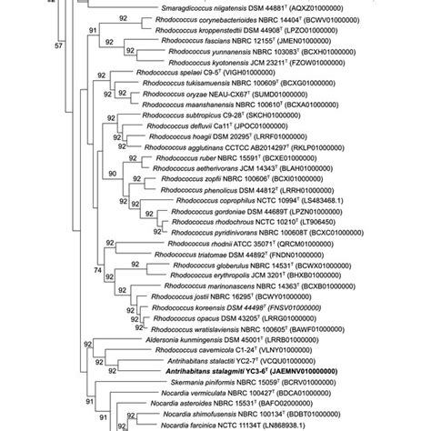 Phylogenomic Tree Based On Core Gene Sequences Showing The Position