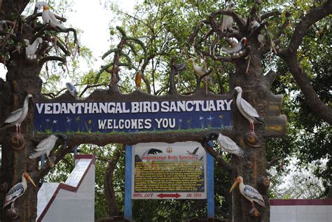 Vedanthangal Bird Sanctuary