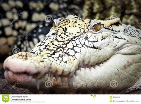 De Krokodil Van Nieuw Guinea Crocodylus Novaeguineae Stock Foto