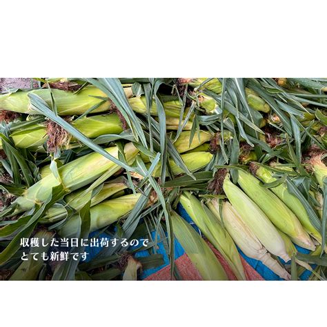 【数量限定】 8月～9月発送 岩木山麓 朝採り とうもろこし 恵味 約5kg（10～12本程度） 弘前市産 青森 きみ 青森県弘前市