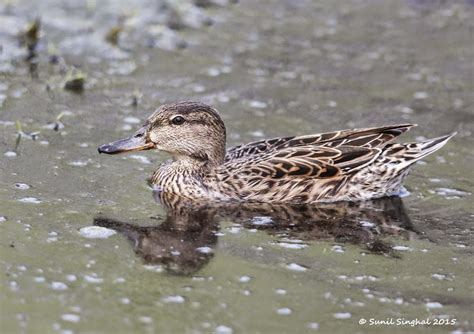 Indian Birds Photography: [BirdPhotoIndia] Common Teal - Female ( Anas ...