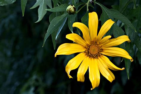 Fleur Tournesol Mexicain Flore Photo Gratuite Sur Pixabay Pixabay