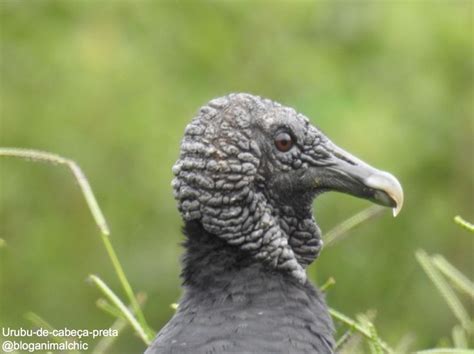 Foto Do Urubu De Cabe A Preta Coragyps Atratus Fotografado Em S O