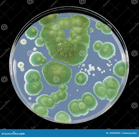 Colonies Of Penicillium Fungi On Sabouraud Dextrose Agar Stock Photo