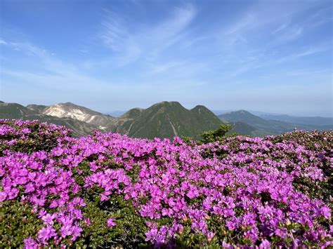 九重のミヤマキリシマ 2022 05 26〜28 Ma Buさんの九重山（久住山）・大船山・星生山の活動日記 Yamap ヤマップ