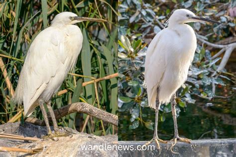 Little Egret Vs Snowy Egret Whats The Difference