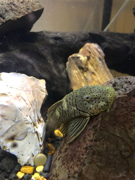 12 Small Pleco Species (Under 4.3" in Adult Size) | Aquanswers