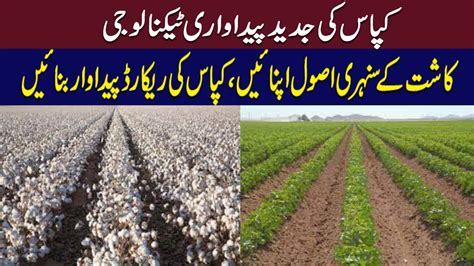 Get More Production From Cotton Crop Cotton Cultivation Farming In