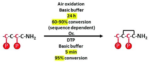 Comparison Of Disulfide Bond Formation Between Free Cysteine Residues