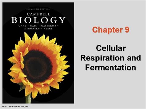 Chapter 9 Cellular Respiration And Fermentation 2017 Pearson