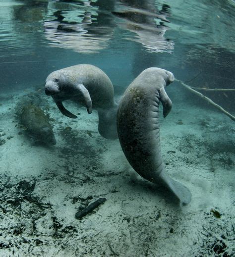 You Can View Manatees In The Wild Around Anna Maria Island Florida