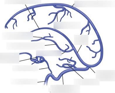 Cerebral Venous Diagram Quizlet