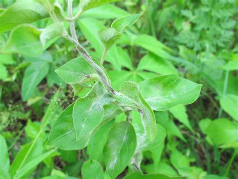 Blue Jay Barrens: Powdery Mildew Fungus on Japanese Honeysuckle