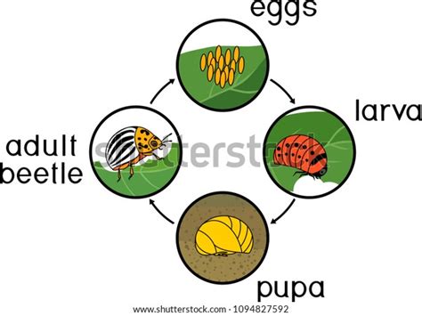 Life Cycle Colorado Potato Beetle Leptinotarsa Stock Vector (Royalty Free) 1094827592 | Shutterstock