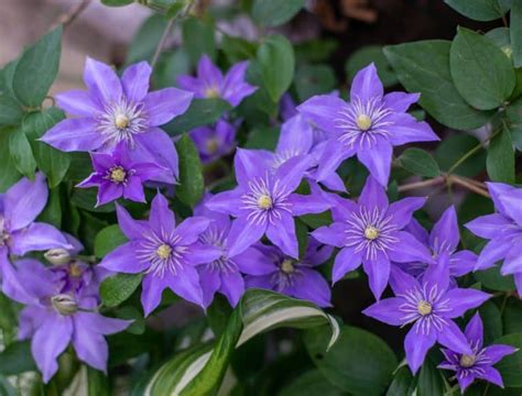 How To Grow Clematis In Containers Backyard Boss