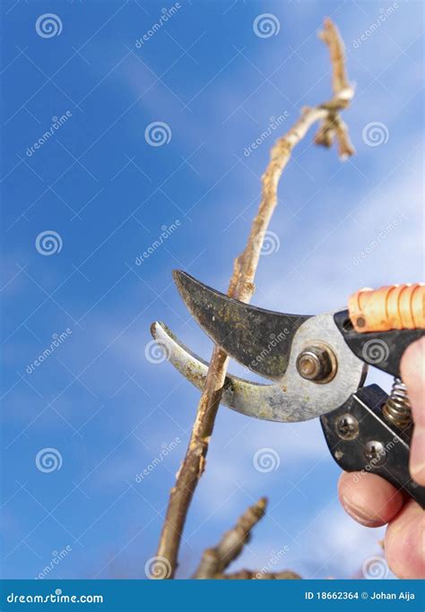 Pruning An Apple Tree Stock Photo Image Of Garden Wood 18662364