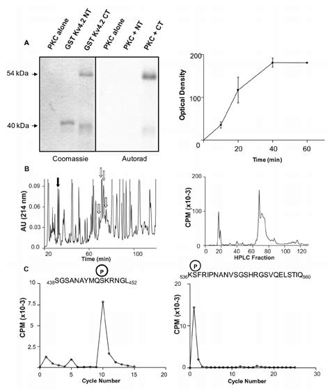 Pkc Phosphorylates The Kv C Terminal But Not The N Terminal