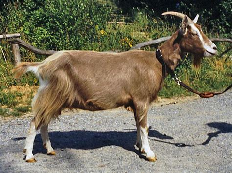 Toggenburg Goat