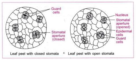 Cbse Science Practical 5 To Prepare A Temporary Mount Of Leaf Peel To Show Stomata