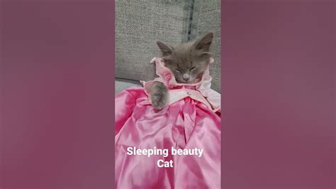 Sleeping Beauty Cat Cat In Sleeping Beauty Dress Cat Falling Asleep