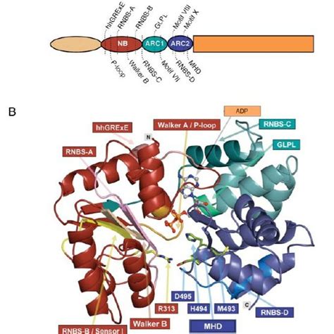 Protein Topology Diagram