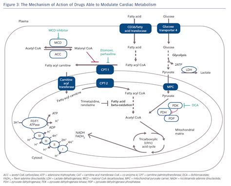 What Is The Mechanism Of Action Of Piperacillin Tazobactam?