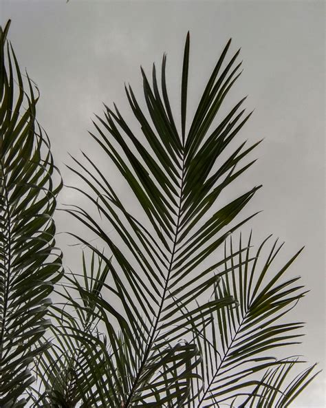 Grayscale Photo of Palm TreeFree Stock Photo