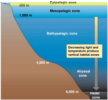 LECTURE 5 AQUATIC BIOMES Flashcards Quizlet