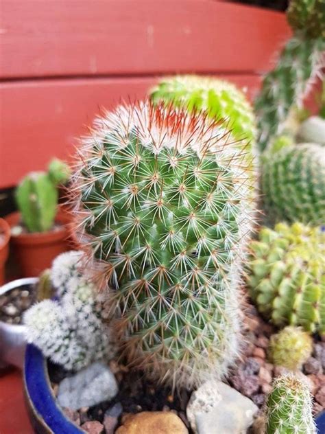 Pin De Peai Lee En Cacti Succulents Suculentas