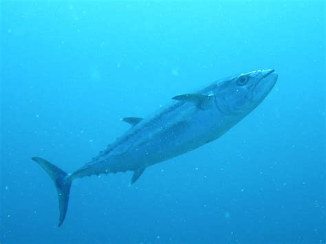 Skipjack Tuna Species Wwf