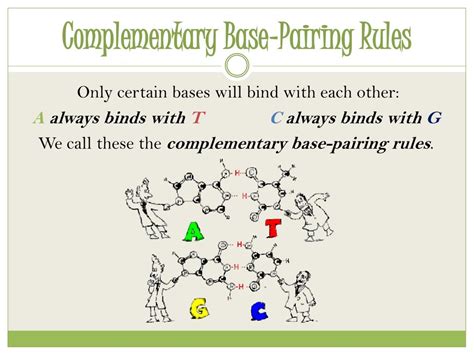 What are the dna base pairing rules - televisionper