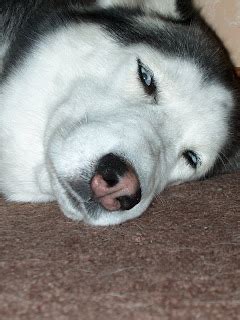 A Husky's Life For Us: Snow Noses