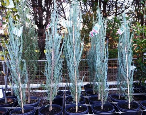 Juniperus scopulorum Skyrocket | Wholesale Nursery - Nurseries in ...