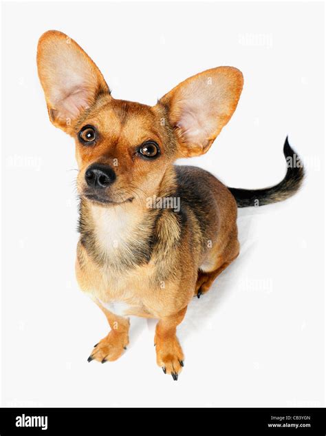 Chihuahua Mischling Fotos Und Bildmaterial In Hoher Auflösung Alamy