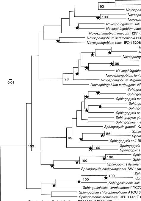 Phylogenetic Tree Based On Nearly Complete 16s Rrna Gene Sequence Data