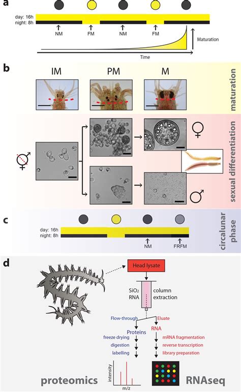 Combined Transcriptome And Proteome Profiling Reveals Specific