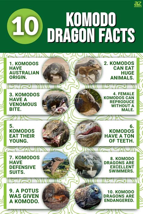 10 Fascinating Facts About Komodo Dragons - A-Z Animals