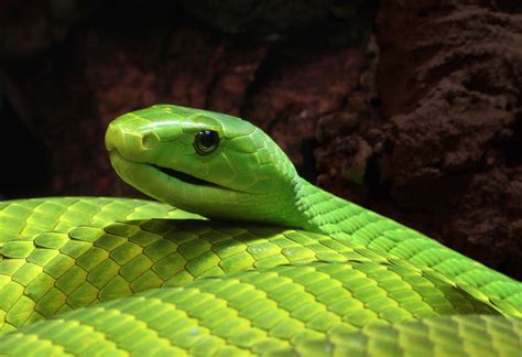 Serpent Anaconda – Le Monde des Reptiles