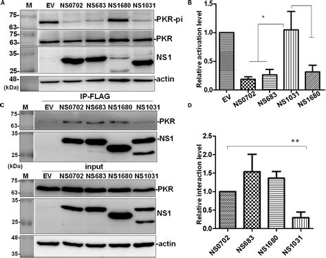 Frontiers The Impacts Of Reassortant Avian Influenza H N Virus Ns