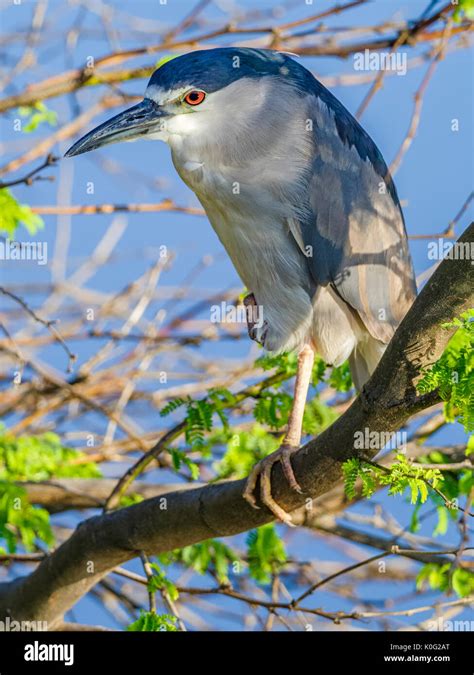 Black Crowned Night Heron On Maui Hawaii Stock Photo Alamy