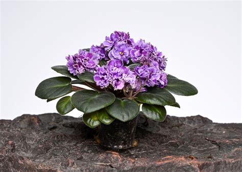 How To Make African Violet Soil Mix A Comprehensive Guide To