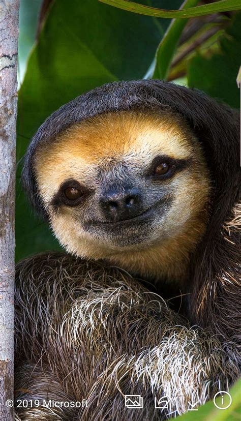 pale throated sloth | Cute sloth pictures, Cute baby sloths, Laughing ...