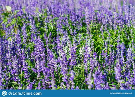 Flores Azules De Salvia Foto De Archivo Imagen De Hoja 148674696