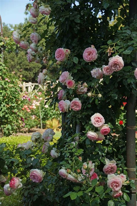 Rose Tropical Lightning