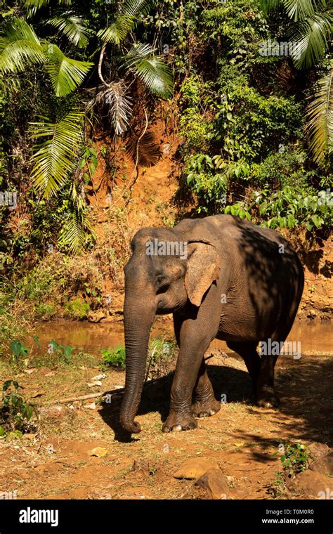 Cambodia Mondulkiri Province Sen Monorom Elephant Valley Project