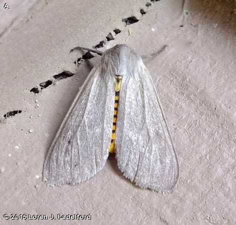 MILKWEED TUSSOCK MOTH - Fontenelle Forest Nature Search : Fontenelle ...